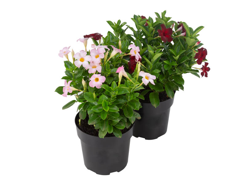 planta trepadeira flores vermelhas