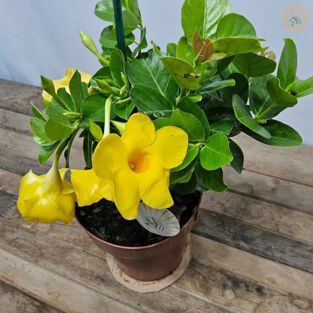 como cuidar de mandevilla em vaso
