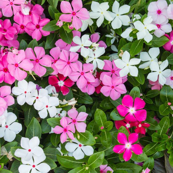 Catharanthus roseus