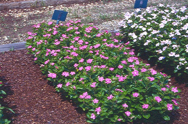 Vinca minor