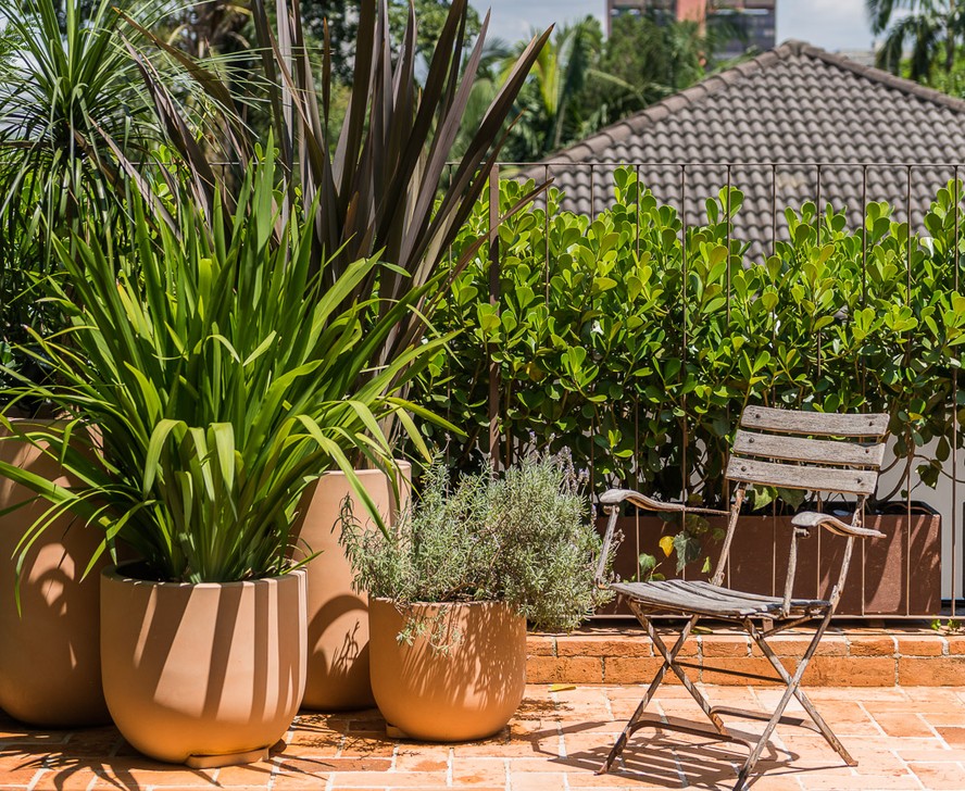 plantas para sol pleno em vasos