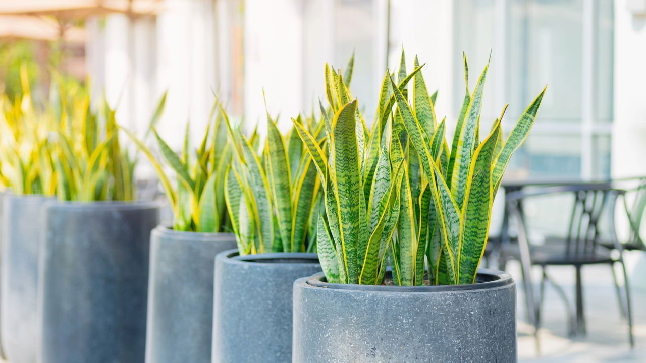 melhores plantas para vasos grandes e sol
