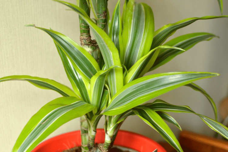plantas de exterior resistentes ao sol para varanda