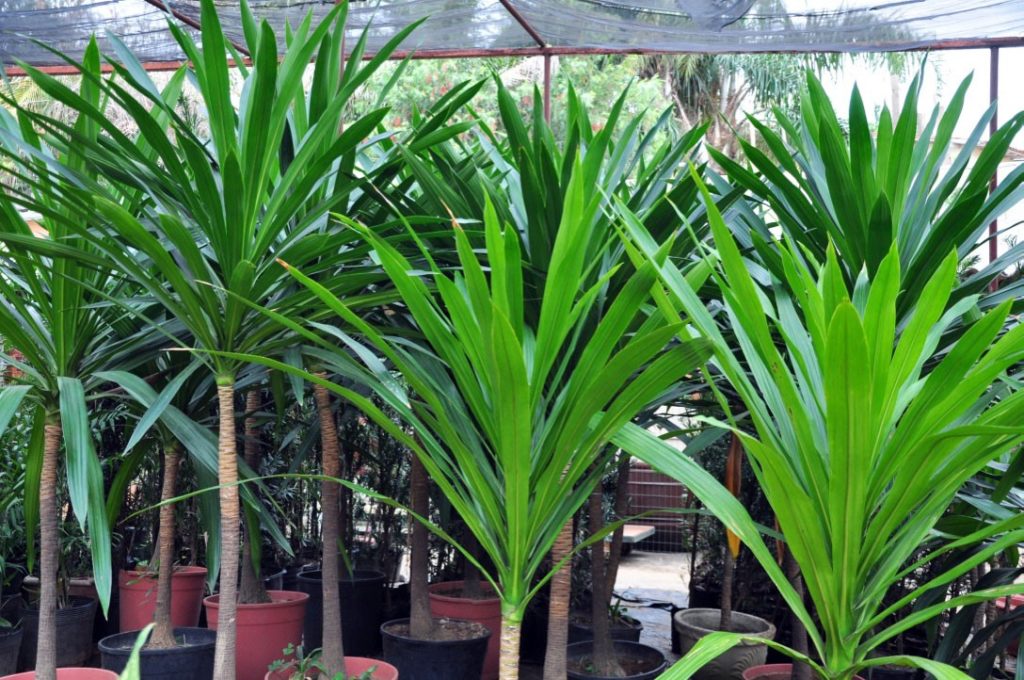 jardim vertical com plantas de sol