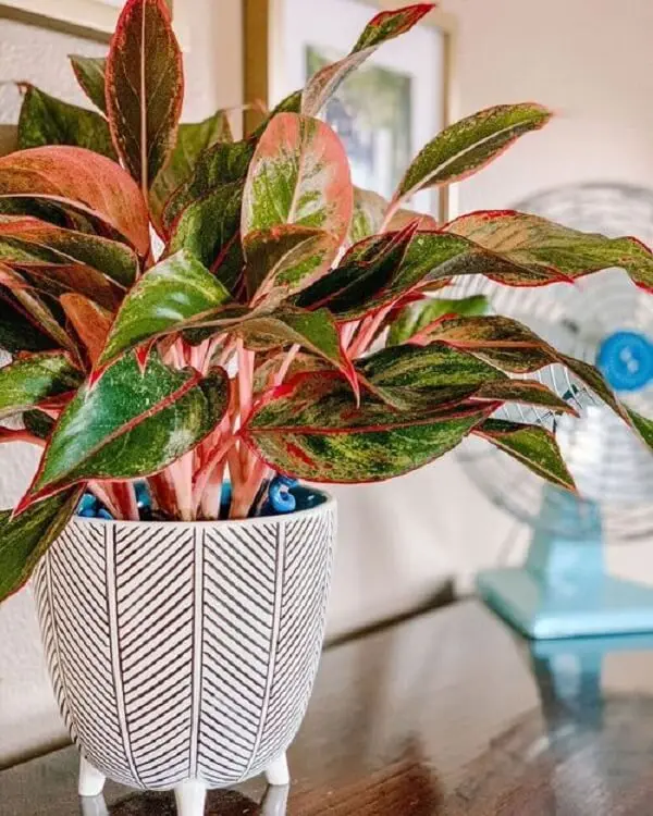 como cuidar de plantas em vasos grandes no sol