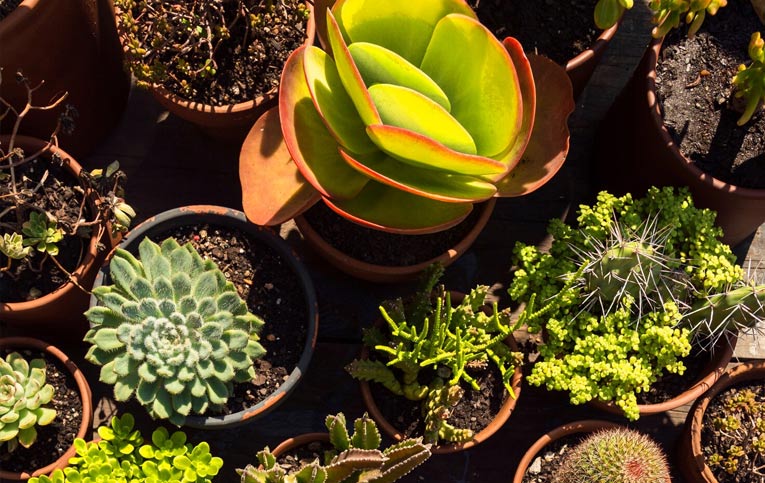plantas tropicais para vasos grandes