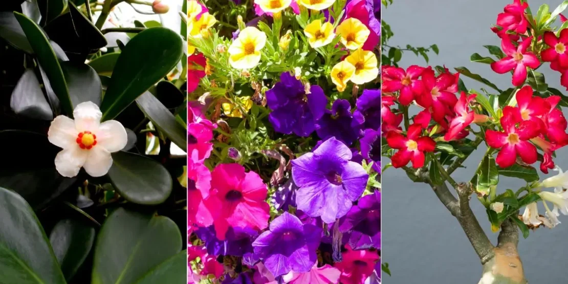 plantas ornamentais para vasos externos