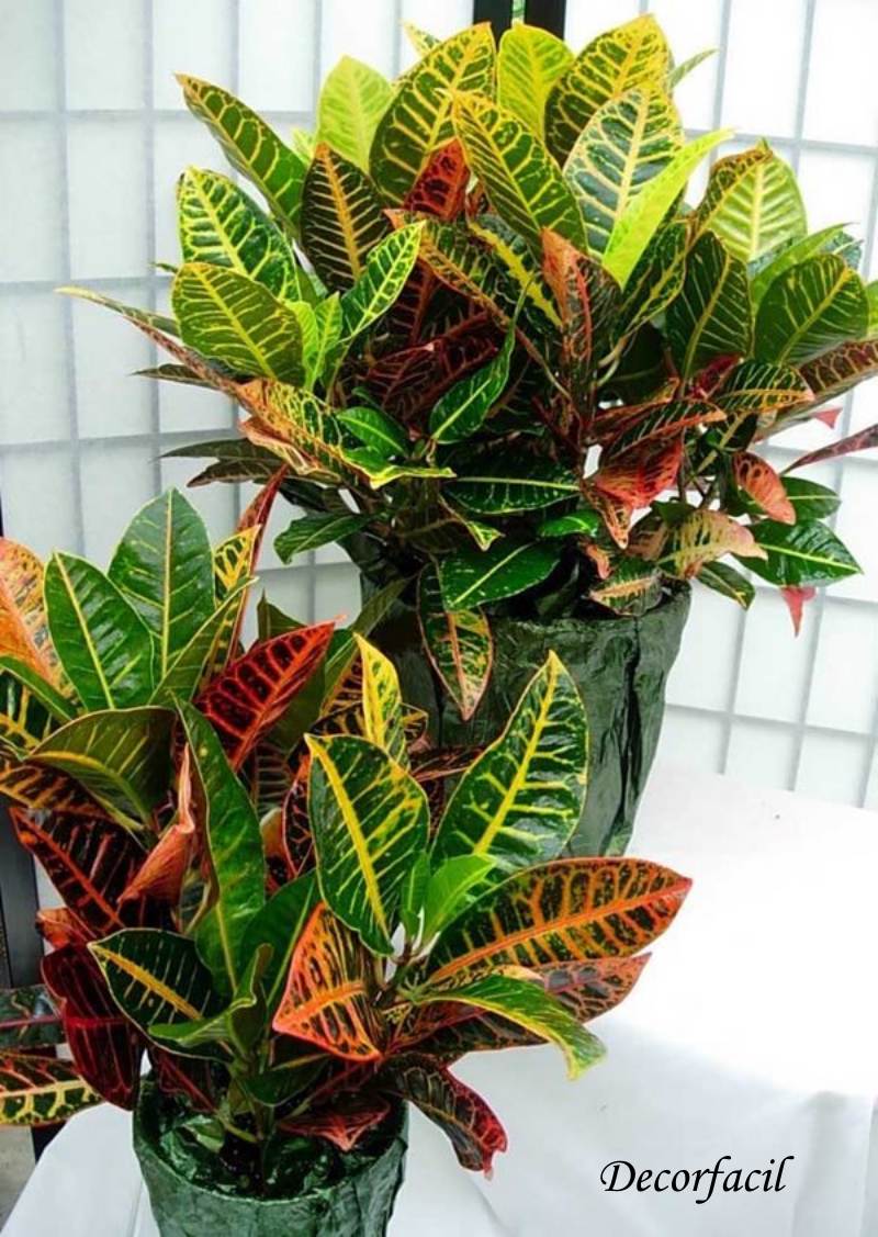 plantas de exterior resistentes ao sol para varanda