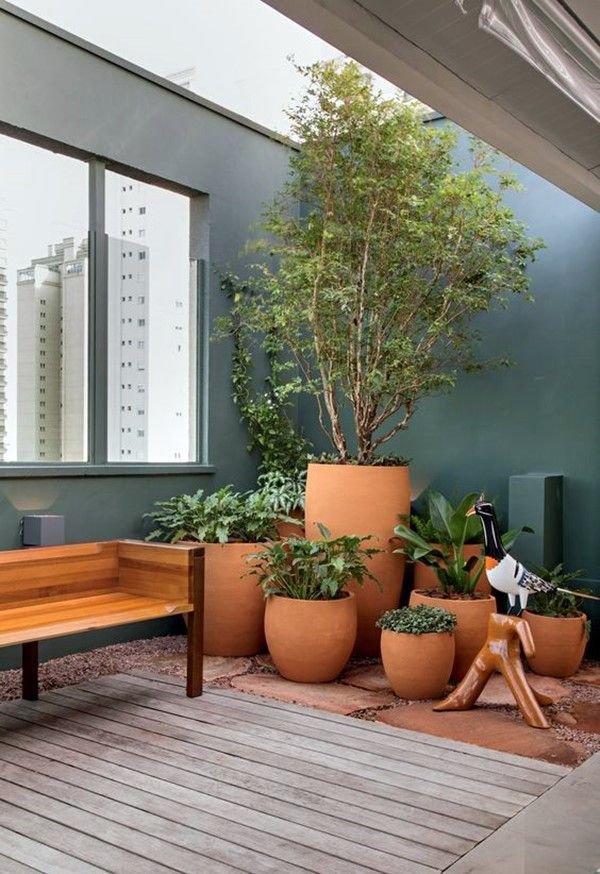melhores plantas para vasos grandes e sol
