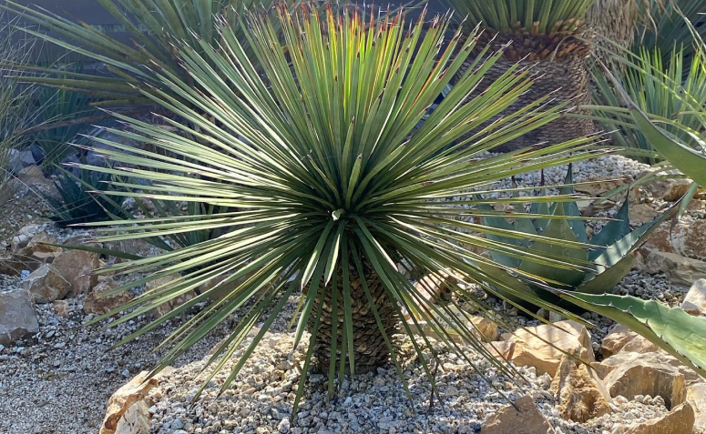 como cuidar de plantas em vasos grandes no sol