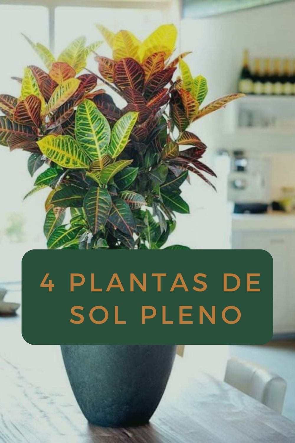 plantas tropicais para vasos grandes