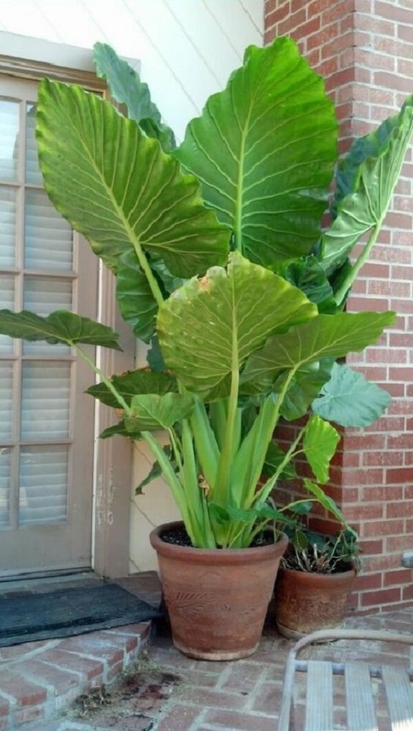 plantas com pouca rega para vasos