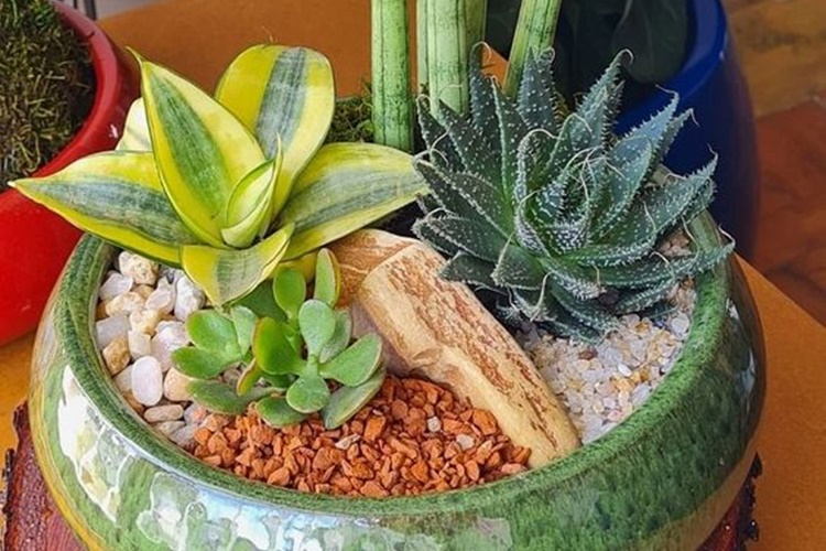 plantas ornamentais para vasos externos