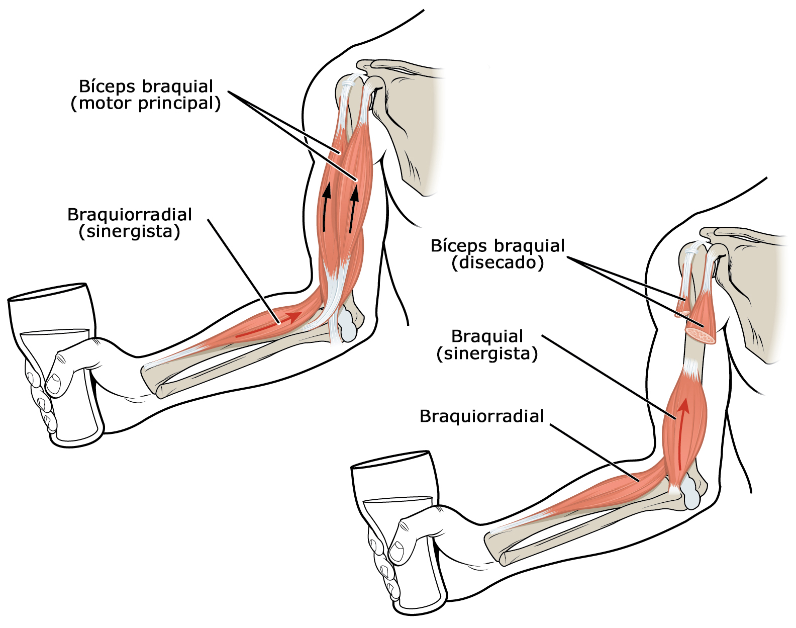 musculo mais forte do corpo humano masseter