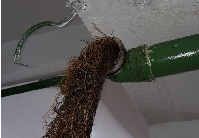 raízes de coqueiro entupindo cano