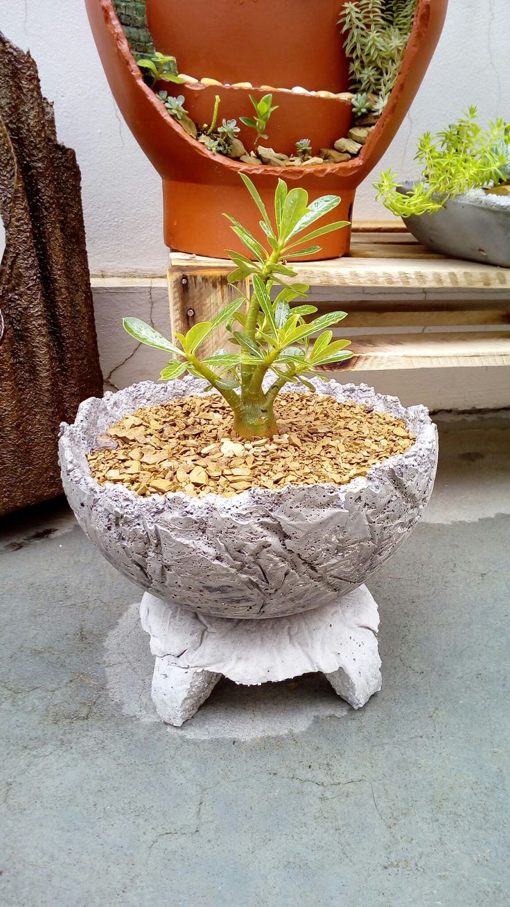 DIY vaso rosa do deserto garrafa PET