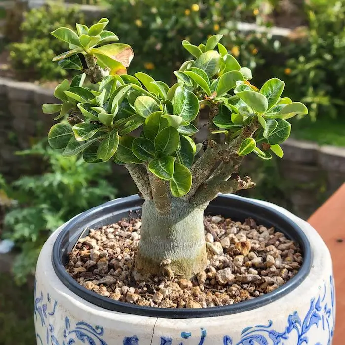 ideias de vasos para rosa do deserto com pouco dinheiro