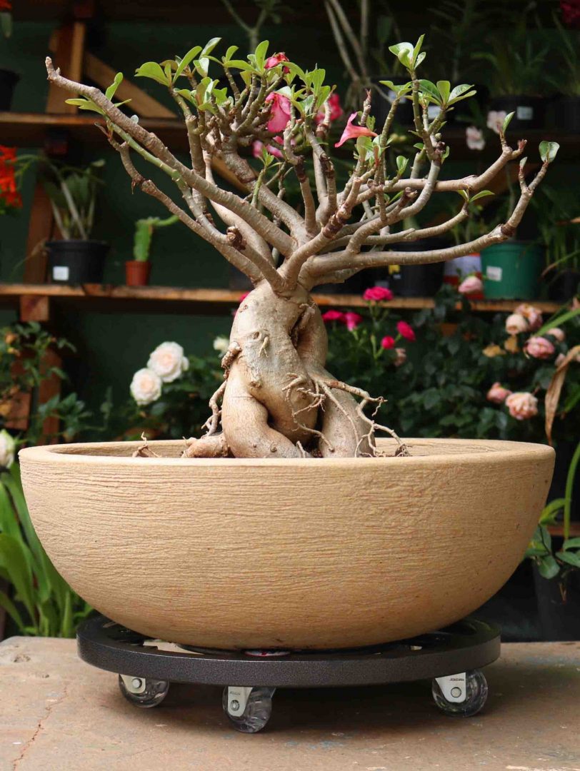 reciclagem criativa para jardinagem