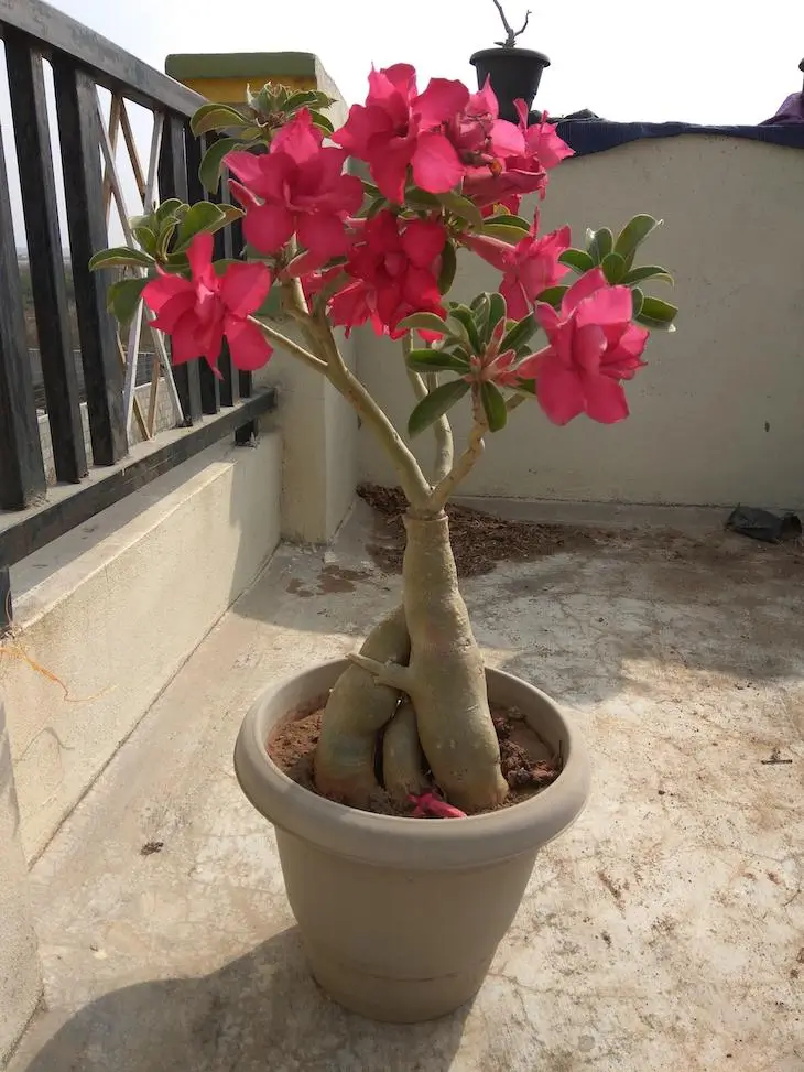 drenagem ideal para rosa do deserto