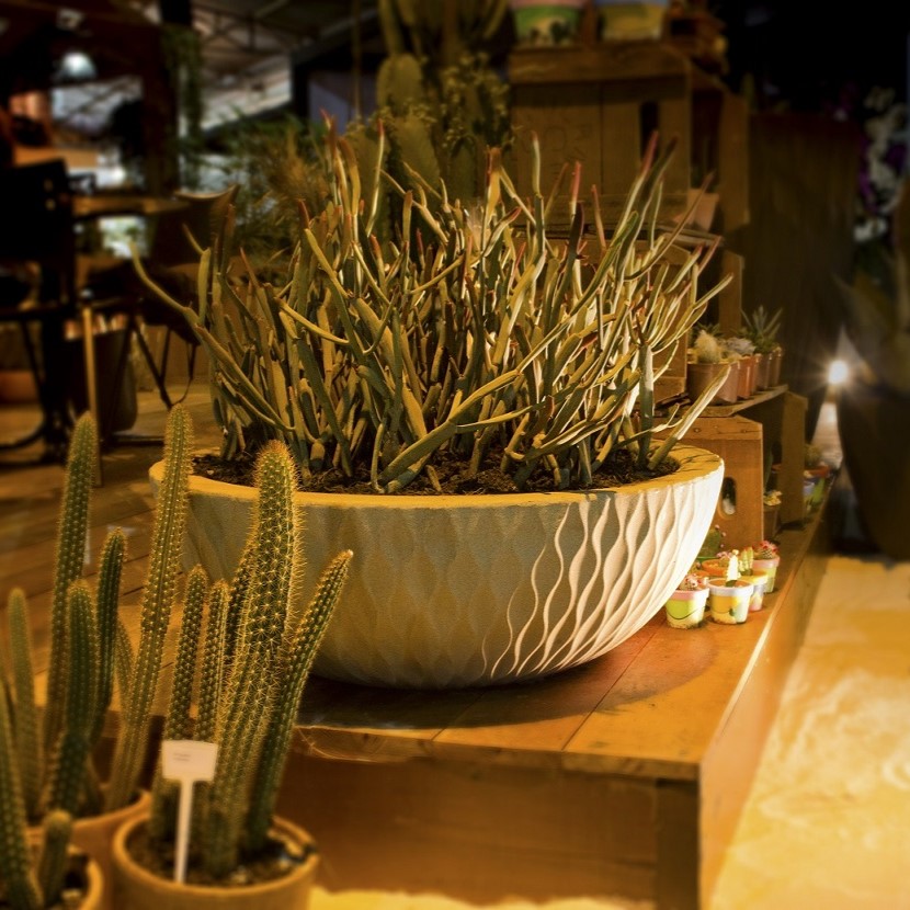 vasos rasos para plantas do deserto