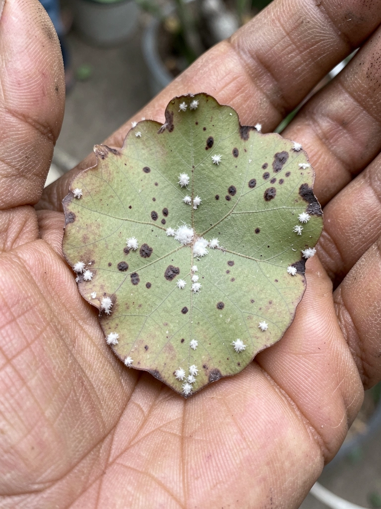 Folha de rosa do deserto com manchas esbranquiçadas e pequenos pontos, possivelmente cochonilhas.