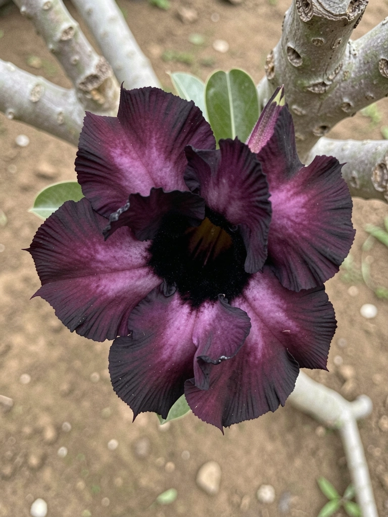 Rosa do deserto com pétalas dobradas em tom roxo escuro e preto, fundo neutro.