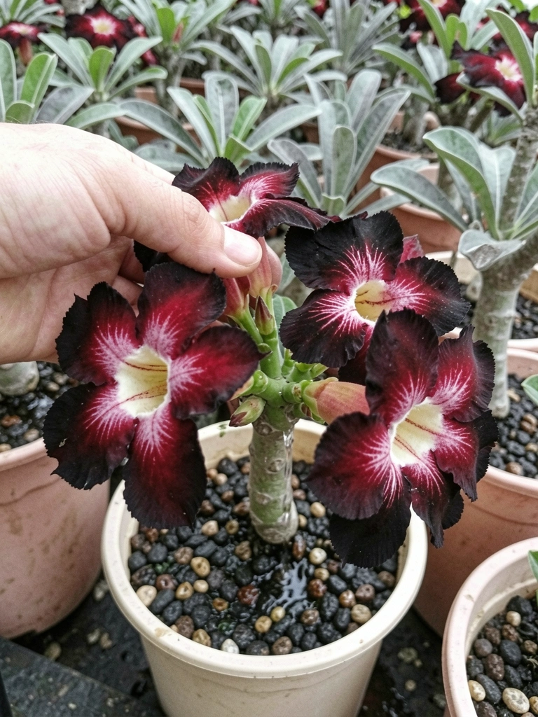 Mão regando rosa do deserto em vaso com substrato e pedriscos.