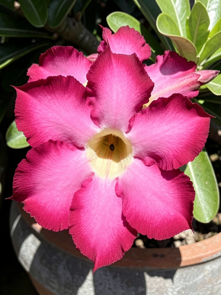 Rosa do deserto com flores abertas sob luz solar direta, pétalas rosadas e caule suculento.