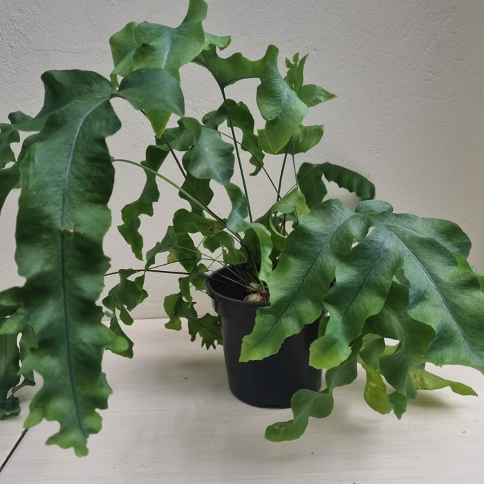 Samambaia Amazonas cultivo
