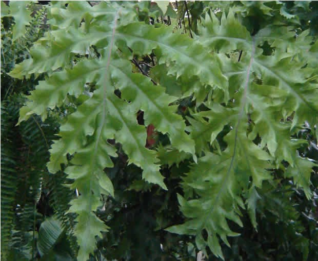 Polypodium decumanum