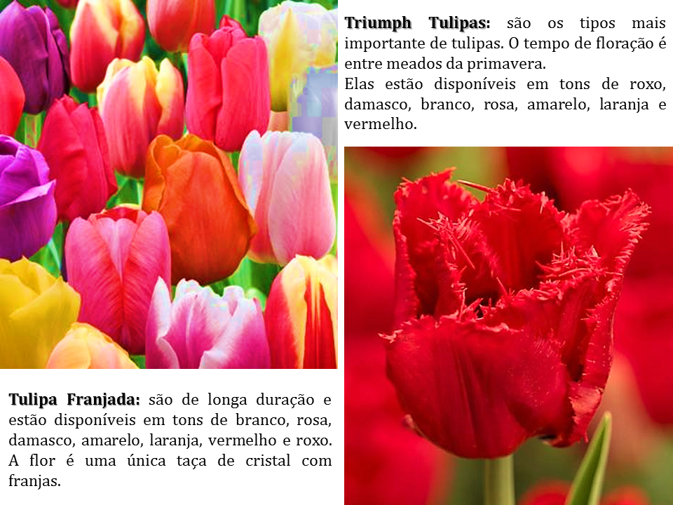 significado das tulipas