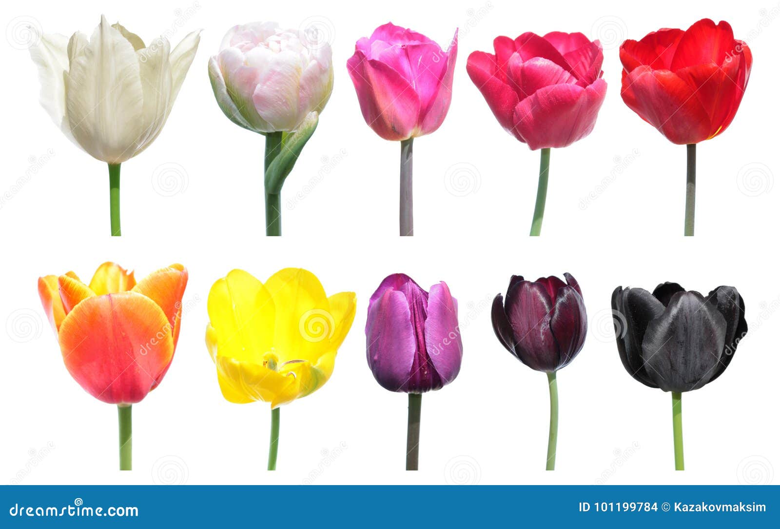 cores das tulipas significado