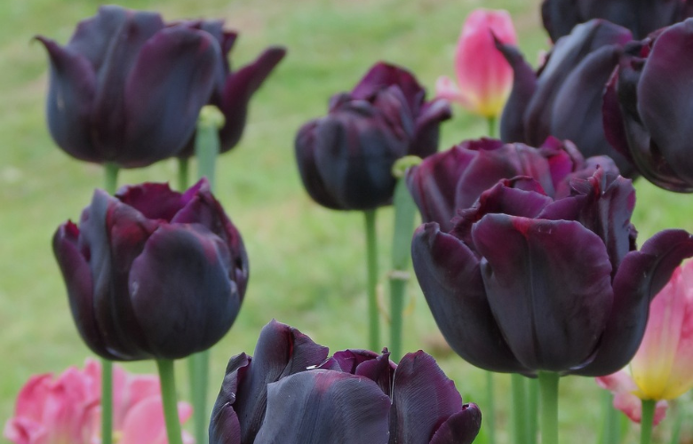 tulipas brancas significado