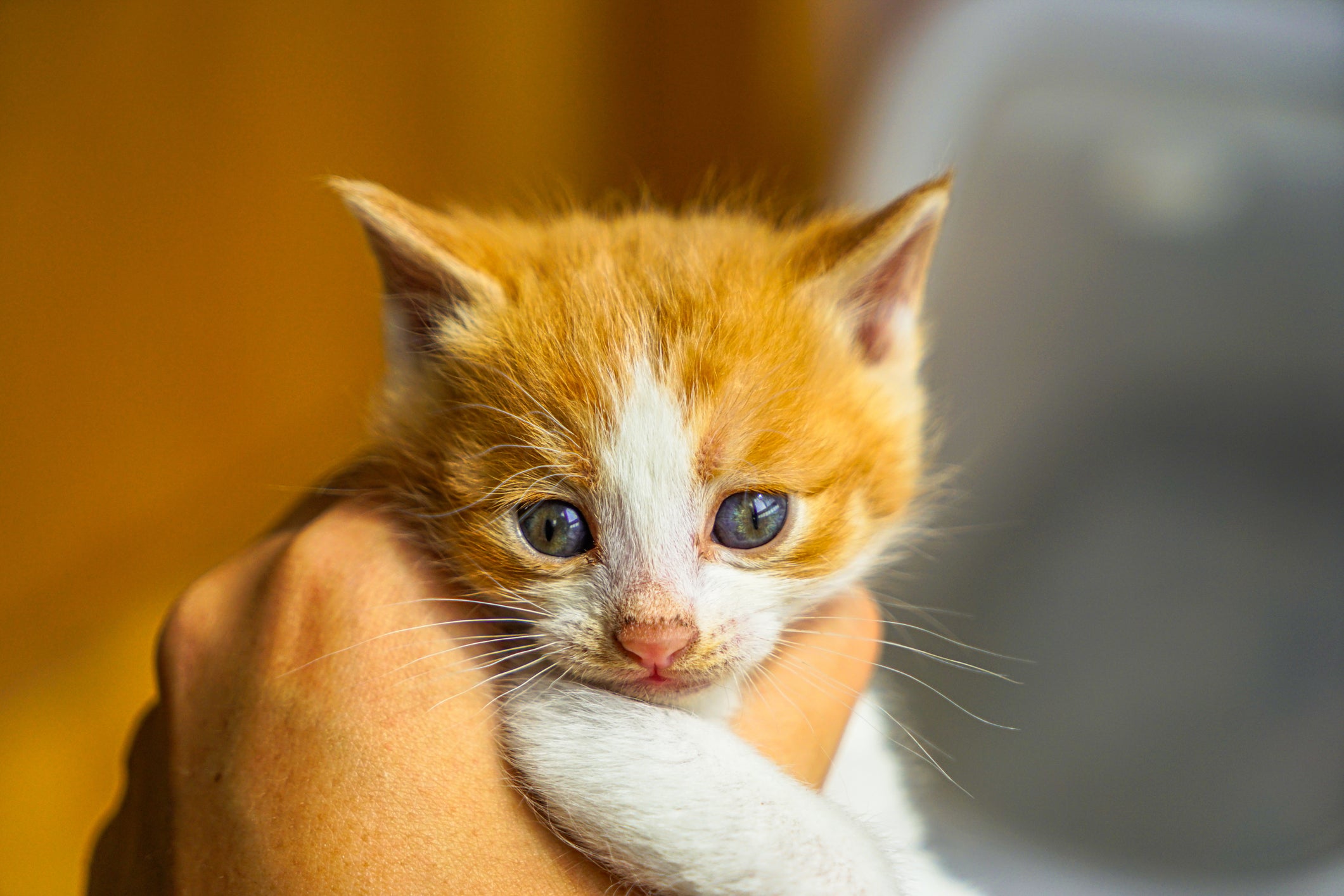 significado sonhar com filhote de gato miando