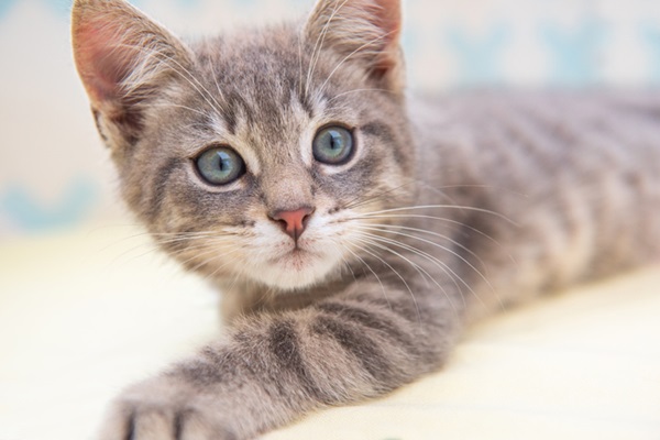 sonhar com filhote de gato brincando