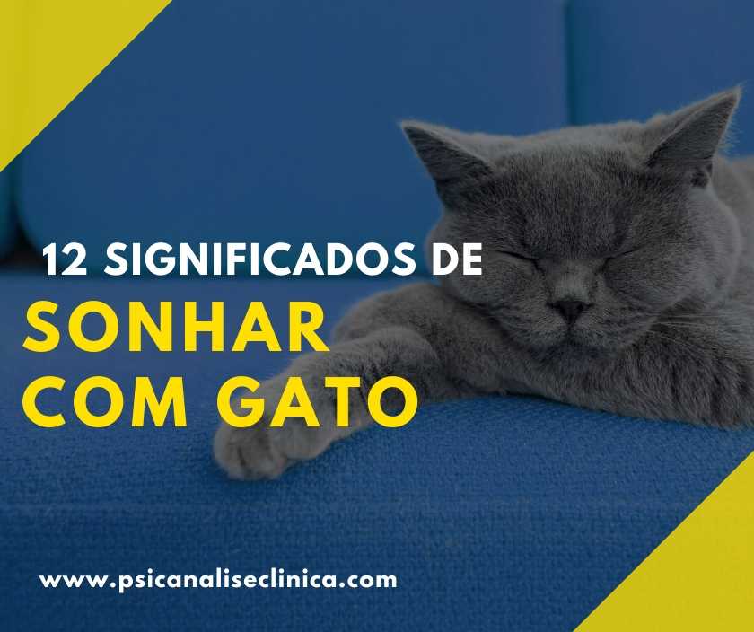 sonhar com filhote de gato preto