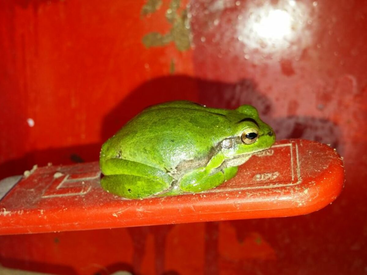 sonhar com muitos sapos dentro de casa