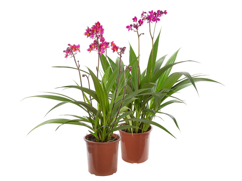 orquídea terrestre
