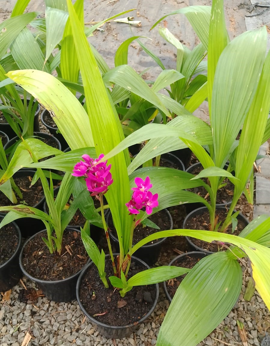 orquídea grapete