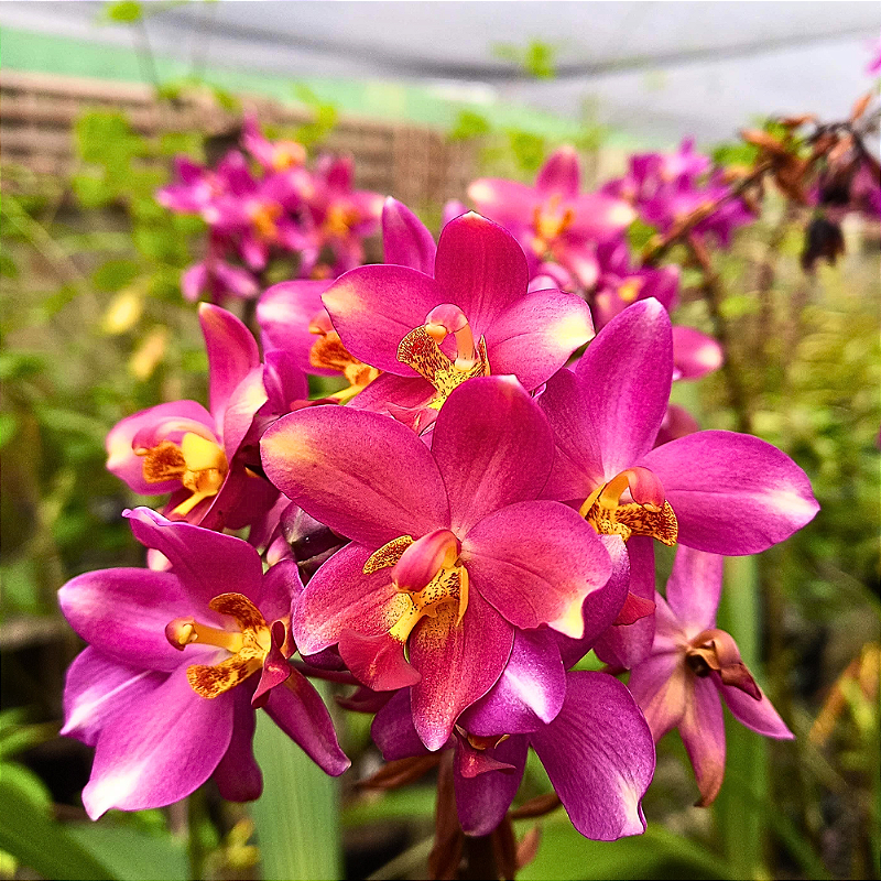 Spathoglottis plicata alba