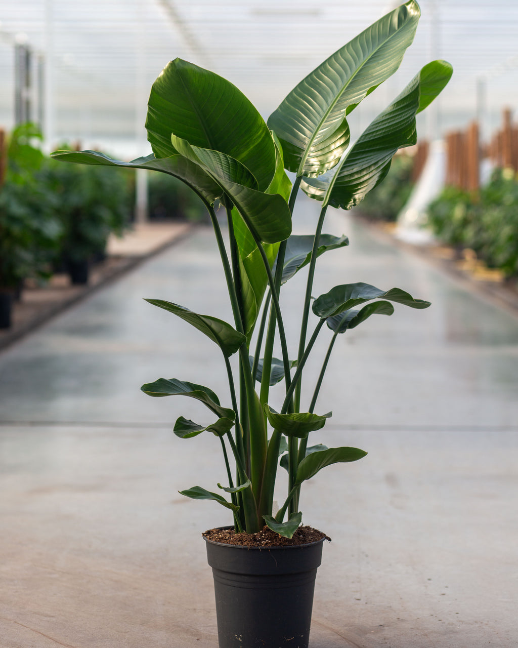 Flor de Garça