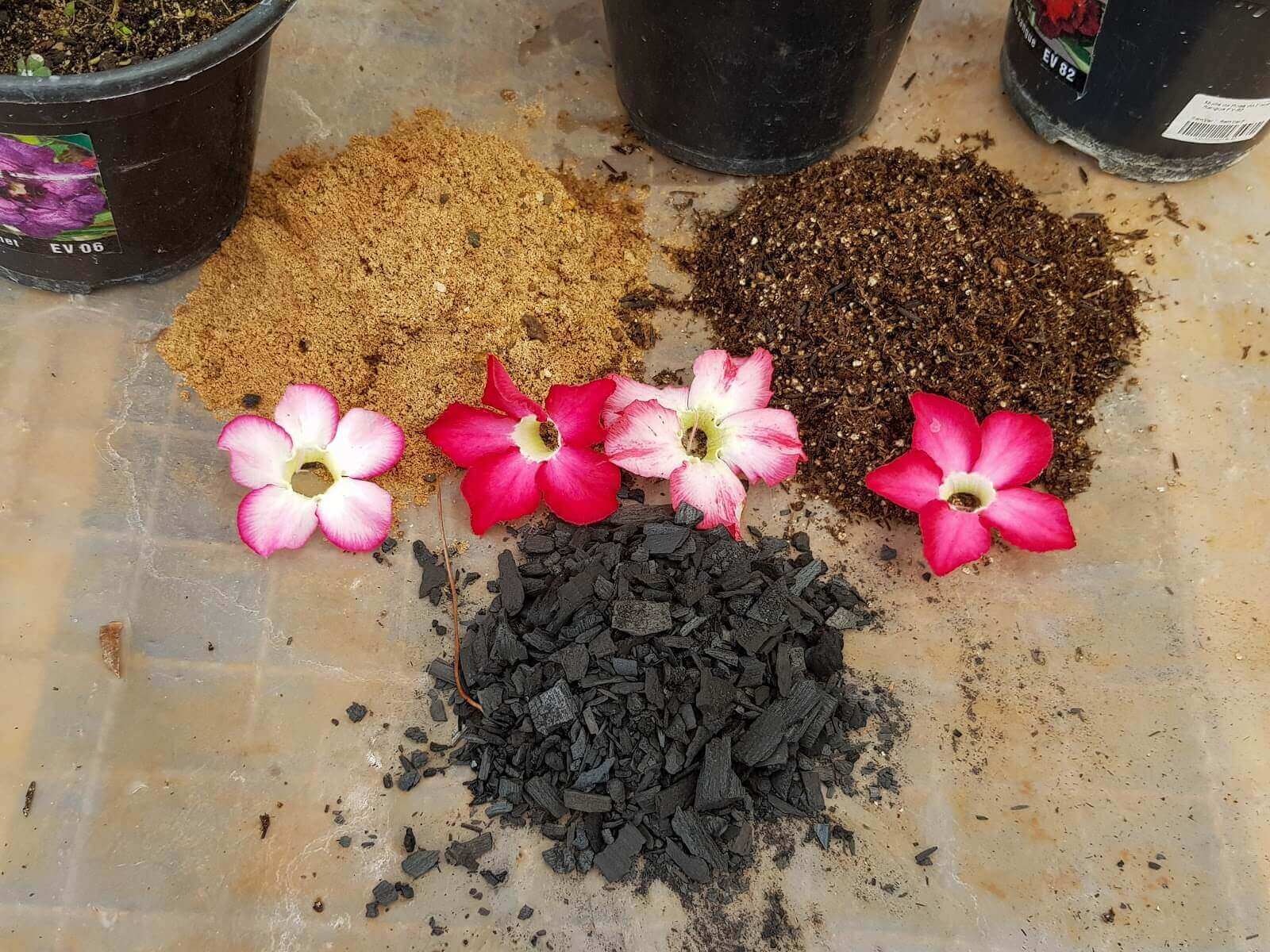 como fazer adubo para rosa do deserto