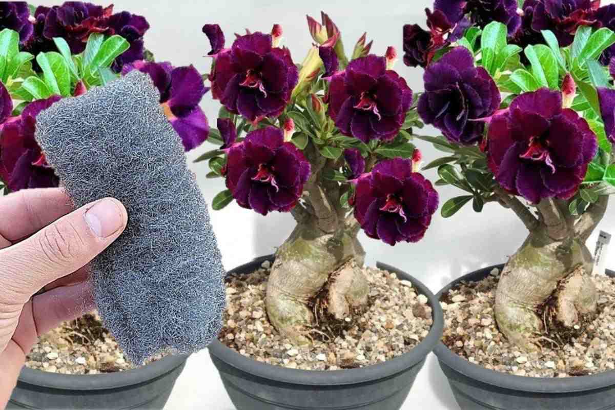 fertilizante caseiro adenium