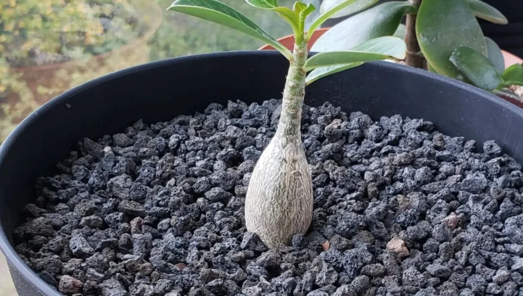 adubo para floração rosa do deserto