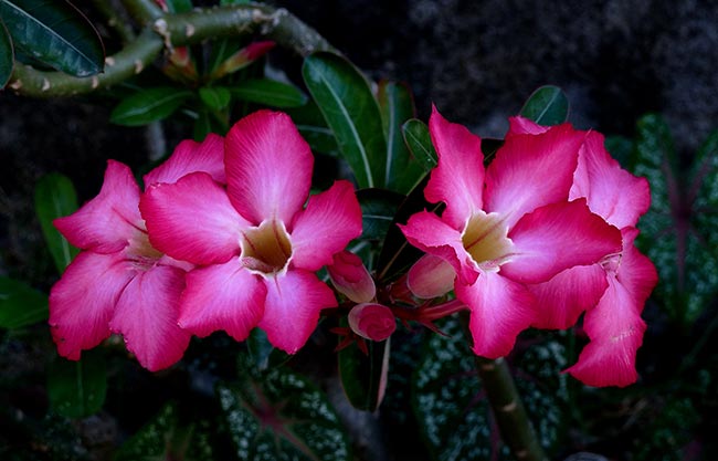 adubo natural para plantas