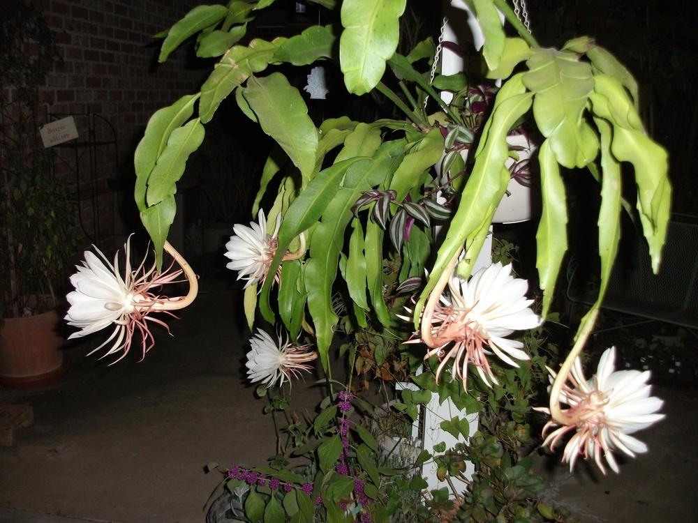 cestrum nocturnum características