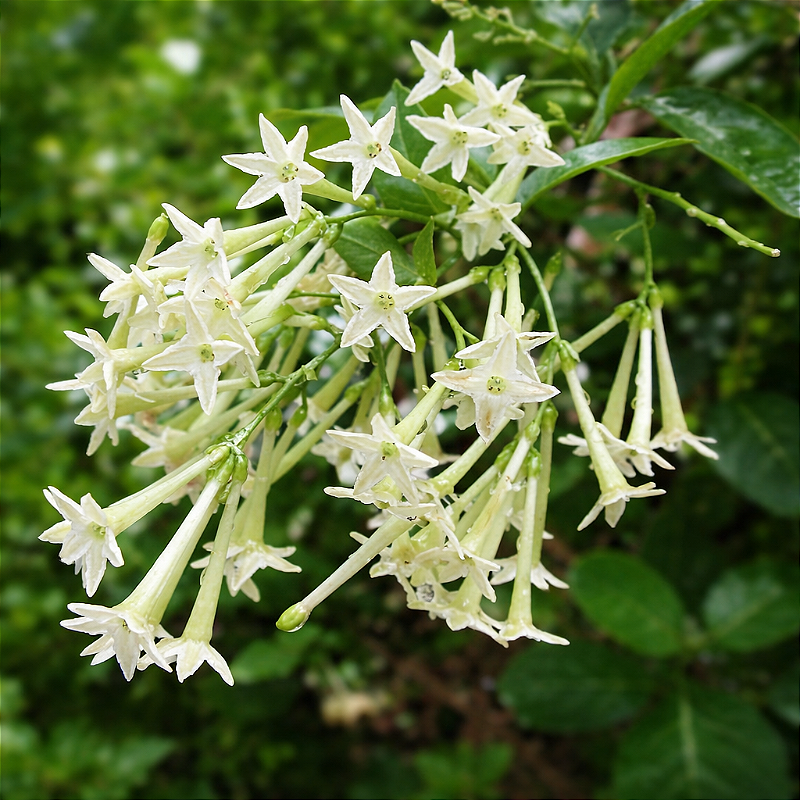 ipomoea alba cultivo
