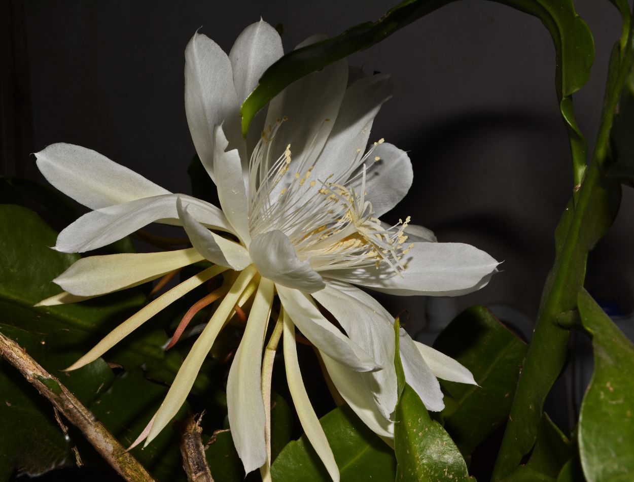 plantas perfumadas para jardim