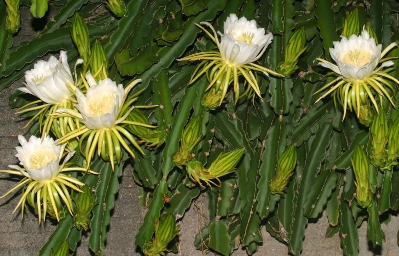 cultivo de dama da noite