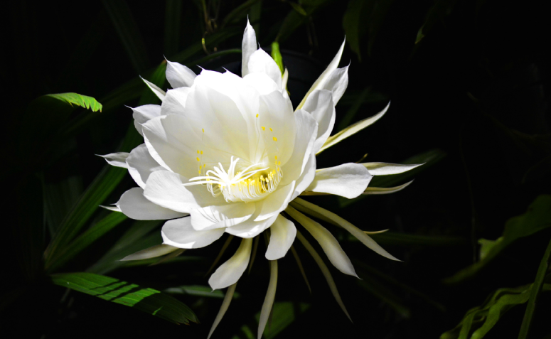 epiphyllum oxypetalum variedades